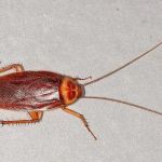 Freehold Pest Control, Inc.