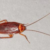 Freehold Pest Control, Inc. ico