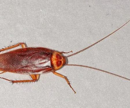 Freehold Pest Control, Inc.