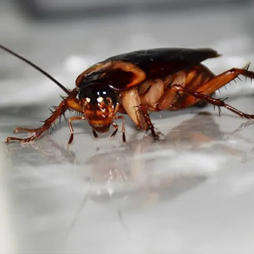 Viking Pest Control Picture 9