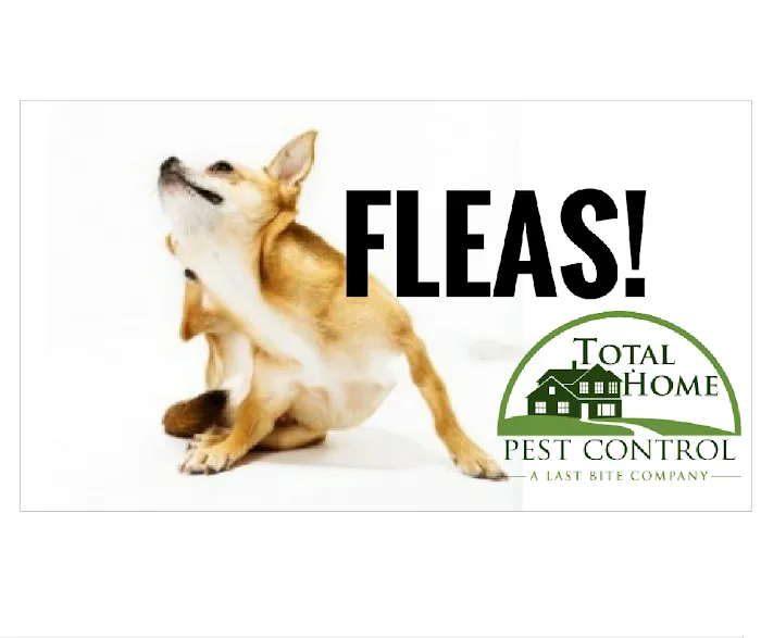 Total Home Pest Control Picture 8