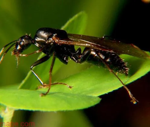 North Jersey Termite Picture 6