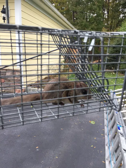 Aardvark Animal & Pest Control Picture 5