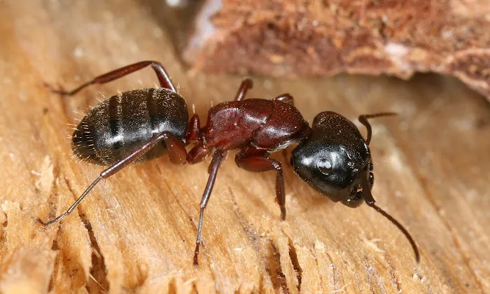 Veganix Pest Management Picture 2