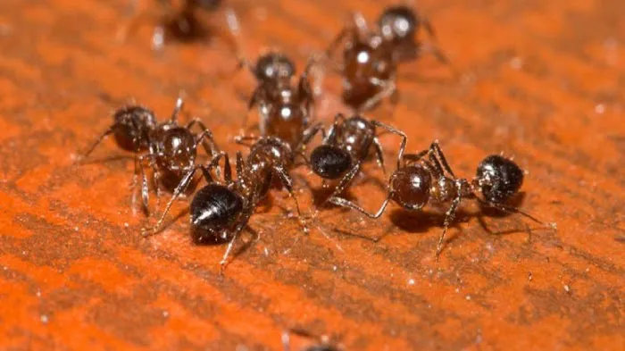 Stateline Pest Control Inc. Picture 4