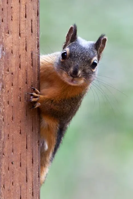 Pest Patrol Exterminating Co. Picture 1