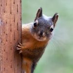 Pest Patrol Exterminating Co.