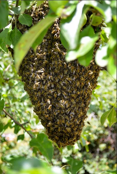 A-1 Howie's Exterminating Picture 6