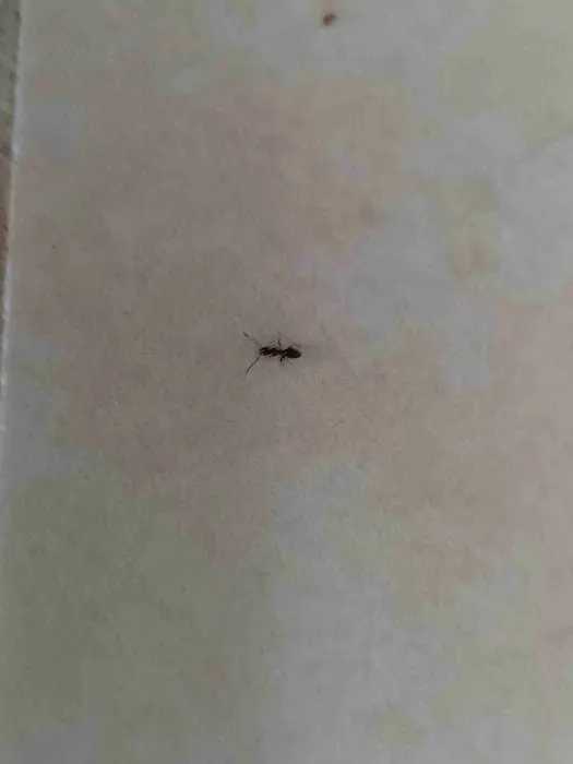 A-1 Howie's Exterminating Picture 2