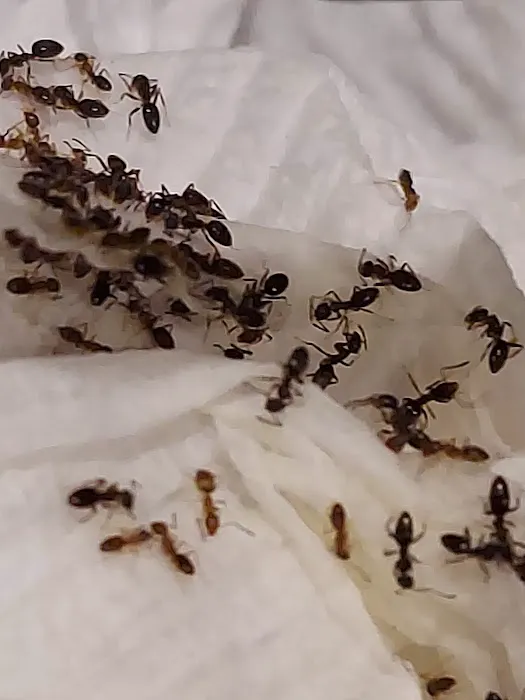 A-1 Howie's Exterminating Picture 3