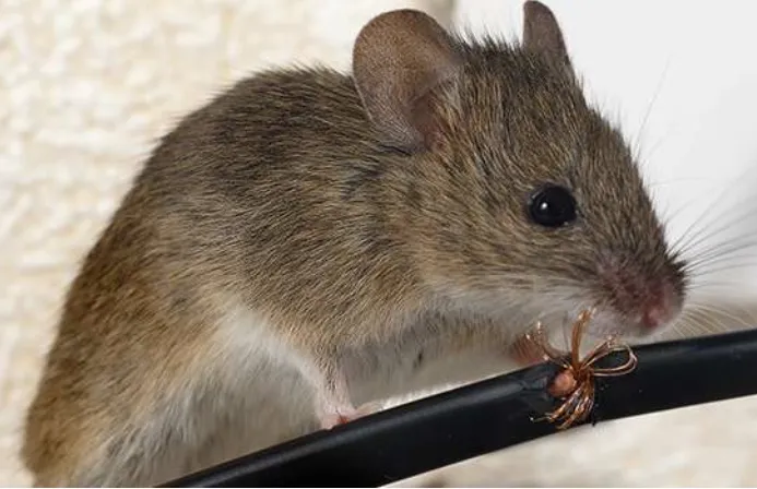 A-1 Howie's Exterminating Picture 1