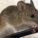 A-1 Howie's Exterminating