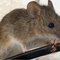 A-1 Howie's Exterminating ico