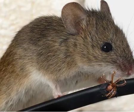 A-1 Howie's Exterminating