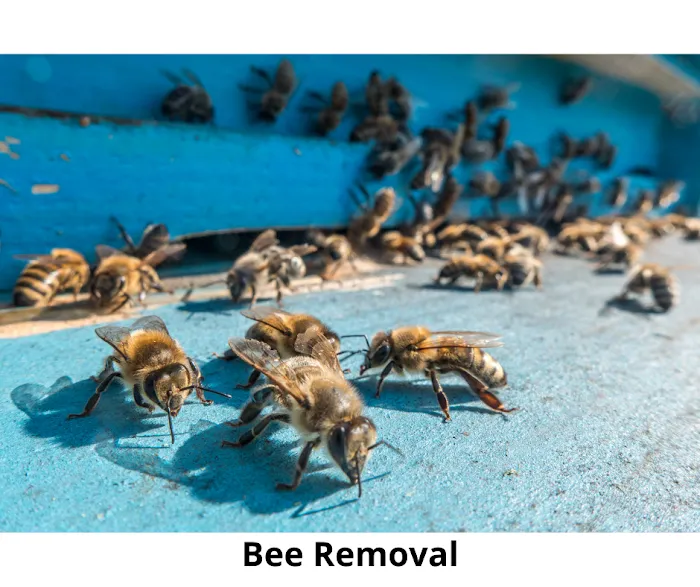 A-1 Howie's Exterminating Picture 9