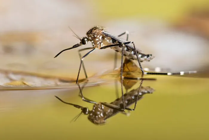 Mosquito Brothers Picture 1