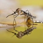 Mosquito Brothers