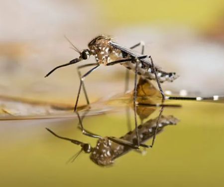 Mosquito Brothers