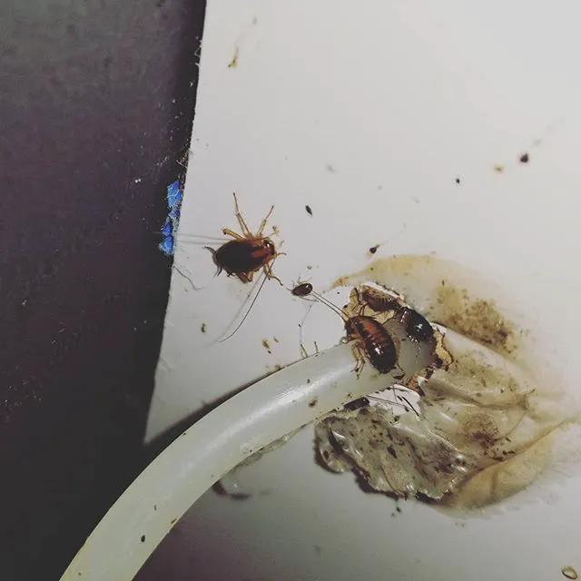 Rest Easy Pest Control Picture 1