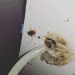 Rest Easy Pest Control