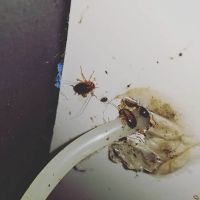 Rest Easy Pest Control ico