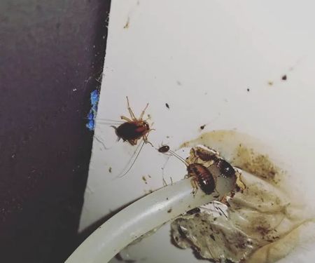 Rest Easy Pest Control