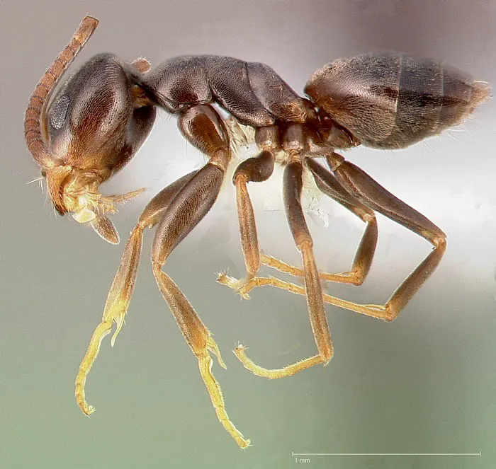 Majestic Pest Control - Hicksville Exterminator Service Picture 1