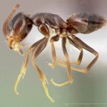 Majestic Pest Control - Hicksville Exterminator Service
