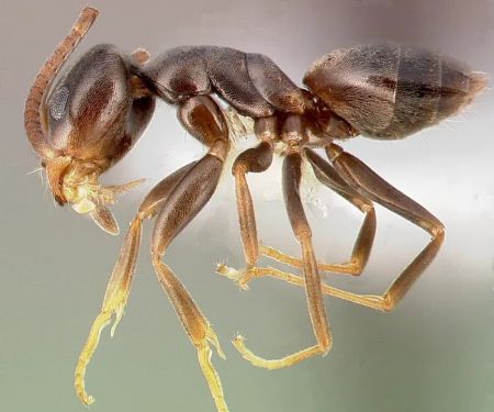 Majestic Pest Control - Hicksville Exterminator Service
