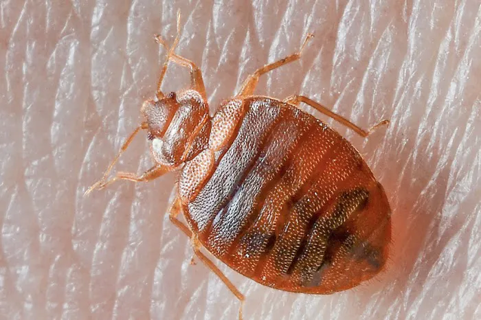 Majestic Pest Control - Hicksville Exterminator Service Picture 2