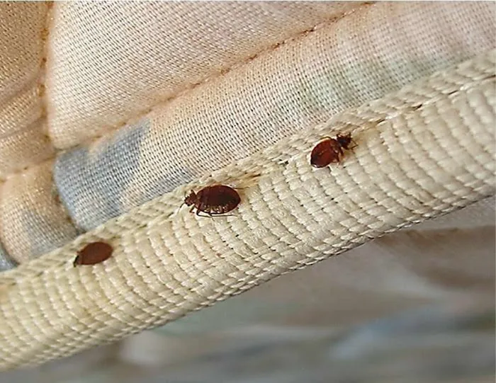 Majestic Pest Control - Hicksville Exterminator Service Picture 3