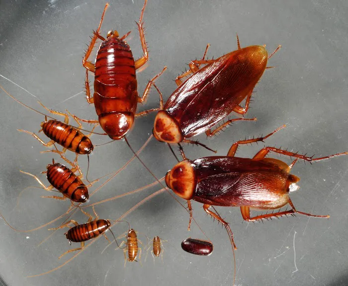 Majestic Pest Control - Hicksville Exterminator Service Picture 4