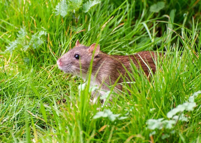 Majestic Pest Control - Hicksville Exterminator Service Picture 5