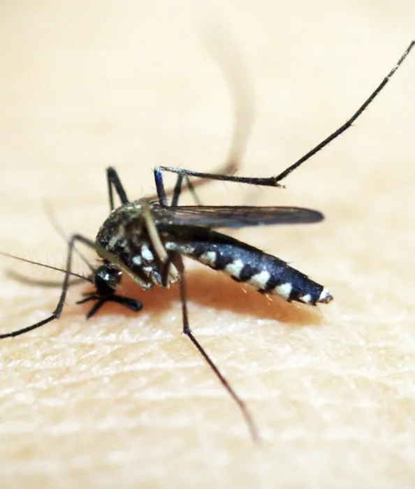 Majestic Pest Control - Massapequa Exterminator Service Picture 1