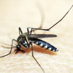 Majestic Pest Control - Massapequa Exterminator Service