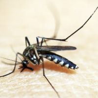 Majestic Pest Control - Massapequa Exterminator Service ico
