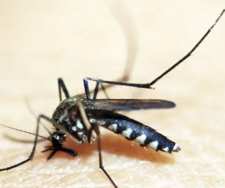 Majestic Pest Control - Massapequa Exterminator Service