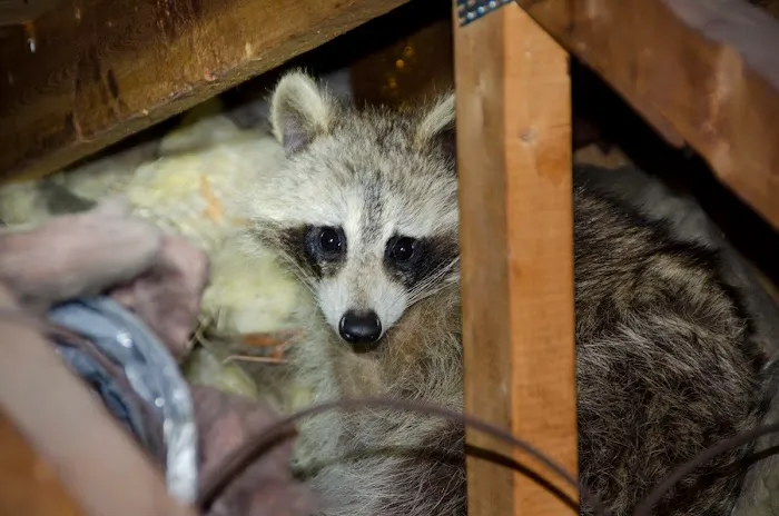 TriState Wildlife Picture 7