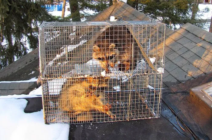 TriState Wildlife Picture 6