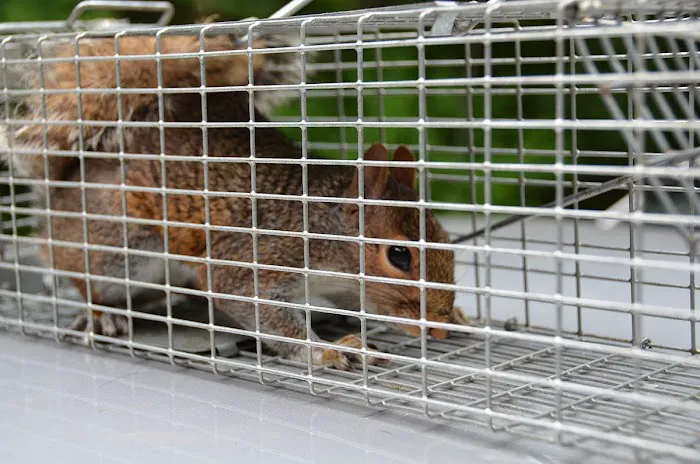 TriState Wildlife Picture 9