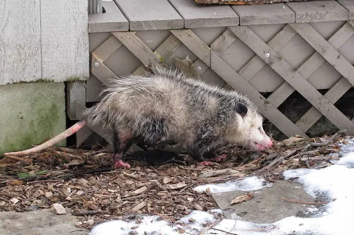 TriState Wildlife Picture 3
