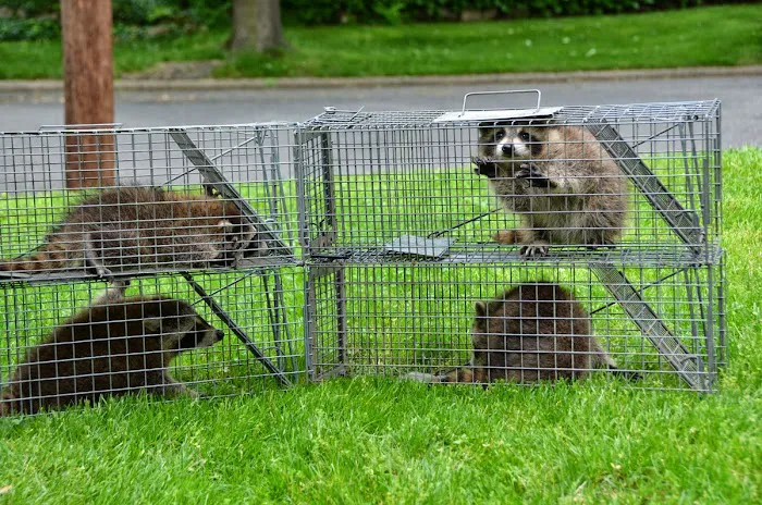 TriState Wildlife Picture 1