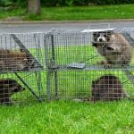 TriState Wildlife