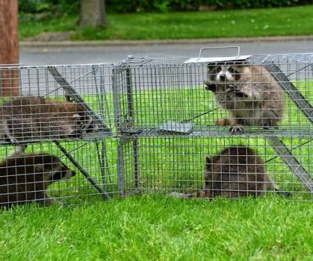 TriState Wildlife