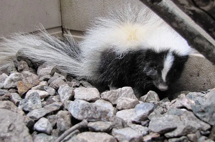 TriState Wildlife Picture 2
