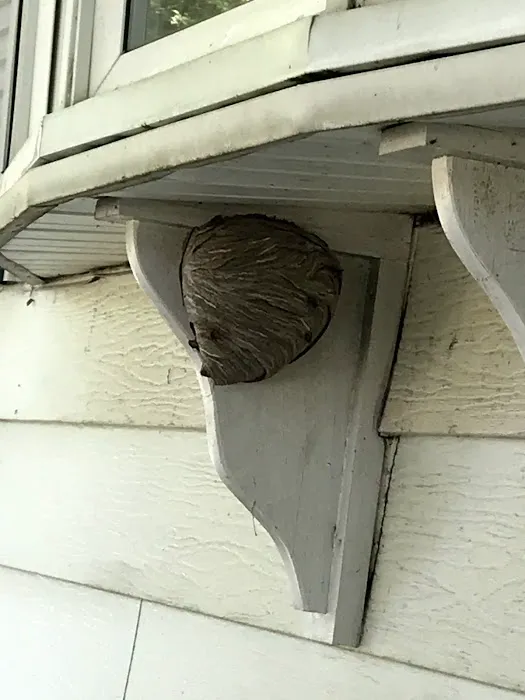 Legacy Rodent Control Picture 4