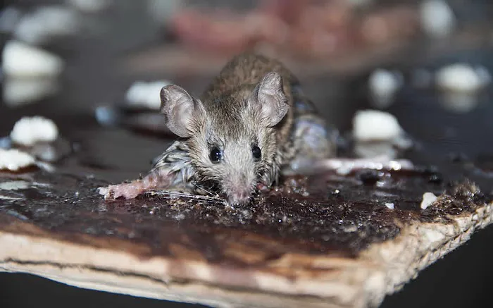 Legacy Rodent Control Picture 5