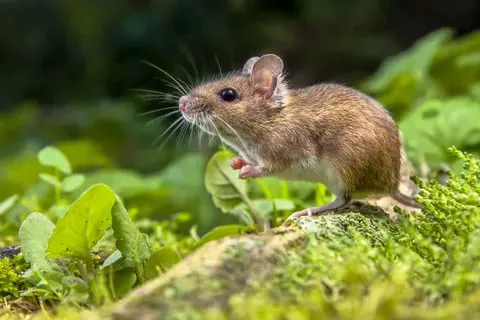 Legacy Rodent Control Picture 8