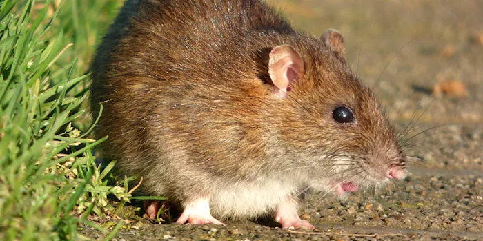 Legacy Rodent Control Picture 10