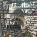 Exterminex Pest Control Inc